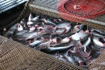 The Benefits and Best Practices of Transporting Fish by Truck Loads